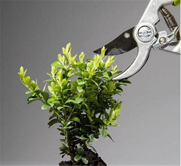 芒果盆栽种植方法(图解) 芒果盆景怎么养