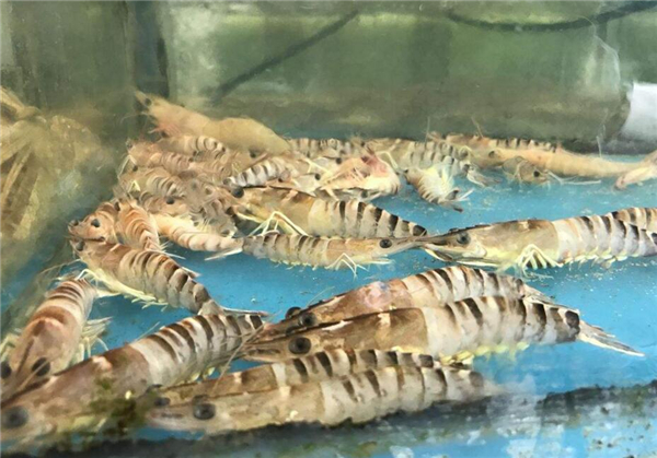 基围虾是海虾还是河虾,基围虾是养殖的海虾