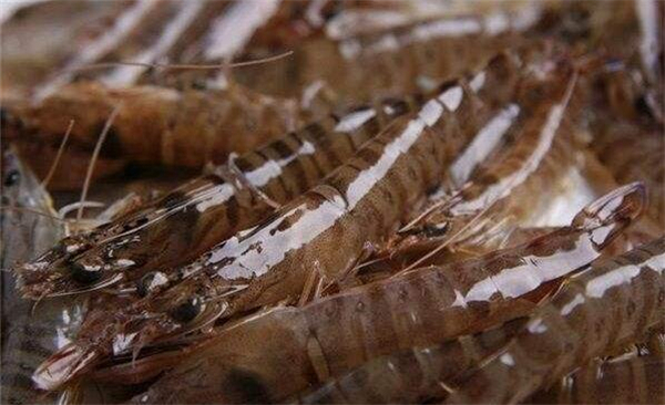 基围虾是海虾还是河虾,基围虾是养殖的海虾