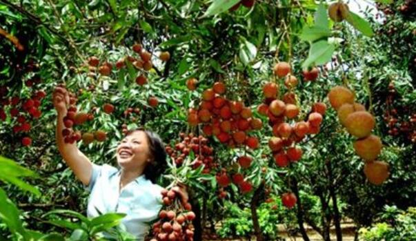 白糖罂荔枝现在打什么药最好，白糖罂荔枝管理新技术