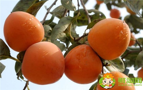 中国最有名的柿子是什么品种,什么品种的柿子摘下来就能吃