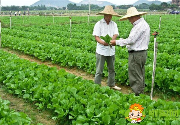 夏季种黄瓜选择什么品种好,7一8月适合种什么品种的黄瓜