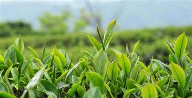 乌龙茶大红袍是红茶吗，大红袍哪个品种好喝