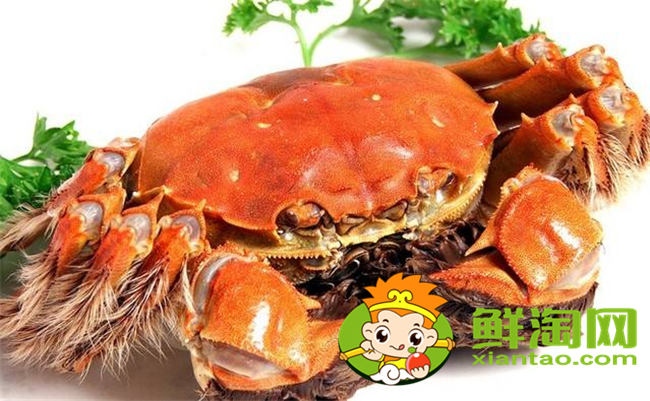 黄河口大闸蟹最佳季节，黄河口大闸蟹和阳澄湖大闸蟹的区别
