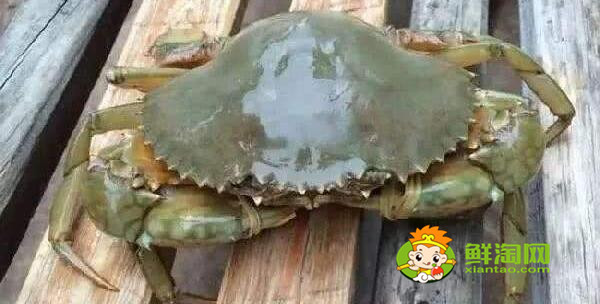 青蟹什么时候最肥美,浙江三门青蟹什么时候最肥美